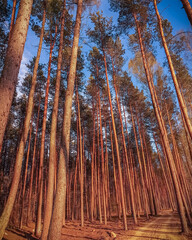 pine forest in spring