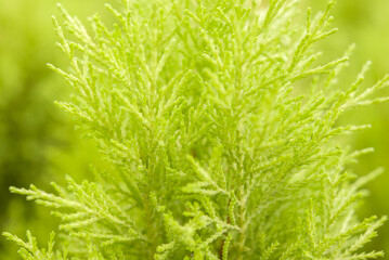 Green plant with texture 