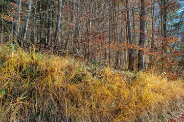 View of colorful autumn trees in the forest. Colorful autumn scene of Swiss Alps. Switzerland, Europe