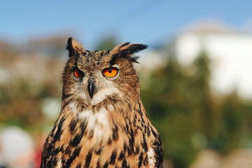 European eagle owl staring forward. Long-eared Owl sitting on the branch in the park.
