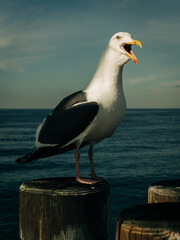 seagull on the pier