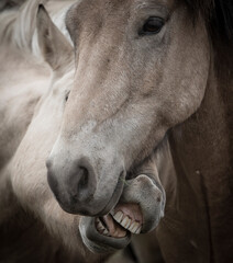 portrait two iceland horses on the paddock