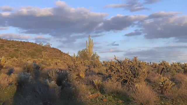Cloudy sunset sky shrouding Saguaro Cactus in Sonoran Desert, Arizona - Wide static shot