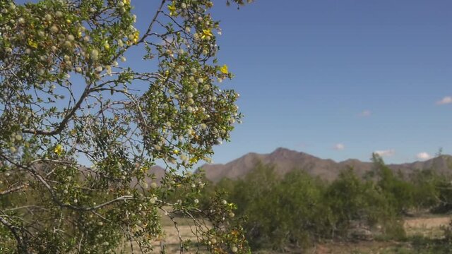 Creosote bush waving in the gentle wind of Sonoran Desert amidst the Arizona Landscape - Close up