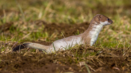 Hermelin (Mustela erminea)