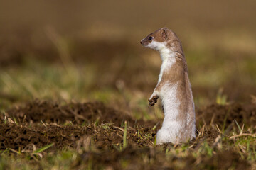 Hermelin (Mustela erminea)