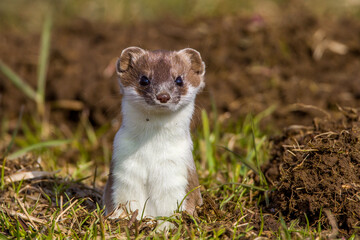 Hermelin (Mustela erminea)