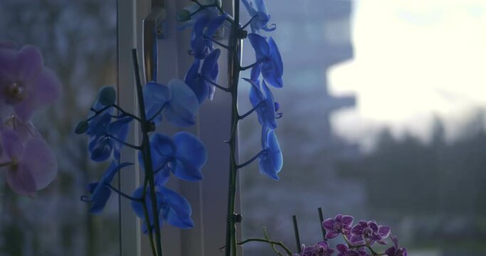 Pink, Blue and Purple Flowers by Apartment Window on a Cloudy Autumn Day in Sweden Bor&aring;s, Handheld Closing In