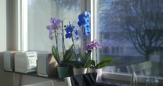 Pink, Blue and Purple Flowers Next to CD Player Radio on a Sunny Autumn Day in Sweden Bor&aring;s, Handheld Medium Shot