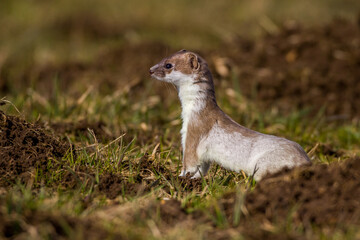 Hermelin (Mustela erminea)