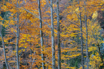 View of colorful autumn trees in the forest. Colorful autumn scene of Swiss Alps. Switzerland, Europe