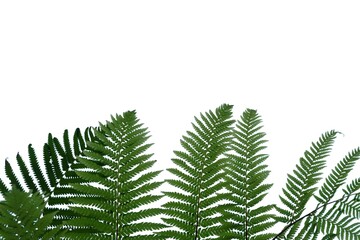 In selective focus rainforest fern with leaves on white isolated background for green foliage backdrop 