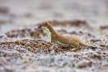 Hermelin (Mustela erminea)