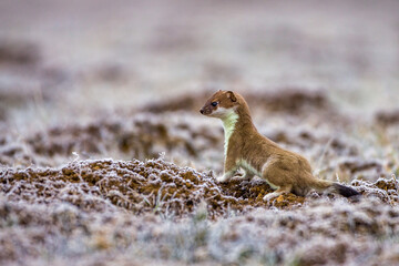 Hermelin (Mustela erminea)