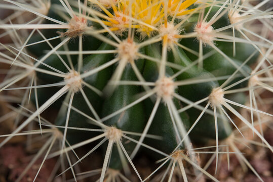 Cactus closeup in macro photo