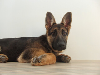shepherd german puppy posed in home.