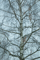 Birch tree