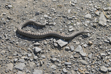 A specimen of Vipera seoanei observed in Leon (Spain). Is a venomous viper species endemic to extreme southwestern France and the northern regions of Spain and Portugal.