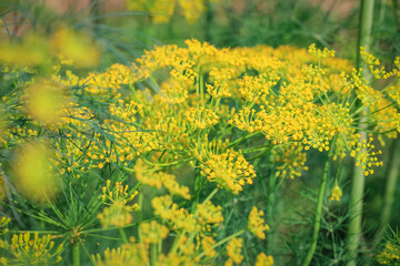 Dill inflorescence on a background of green grass. Yellow fragrant Dill flowers. Vivid illustration on the theme of summer, garden and the warm season.