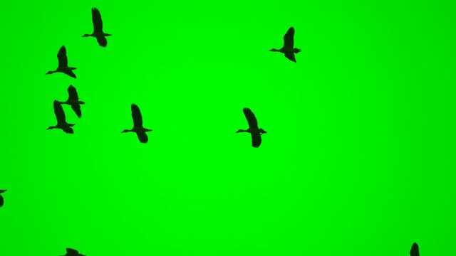 Birds flock flying on green screen background, wild birds on high view show freedom of life