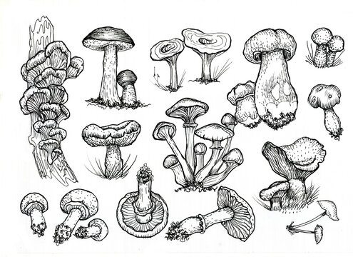 Mushrooms mushroom menu .Graphic illustration hand drawn. Seamless pattern. Engraving, doodle, sketch, retro, vintage. Separate elements on the background. Edible mushrooms, boletus, chanterelles
