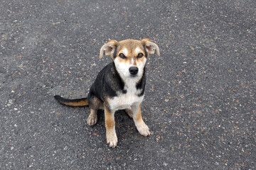 Puppy on the background of asphalt sitting looking