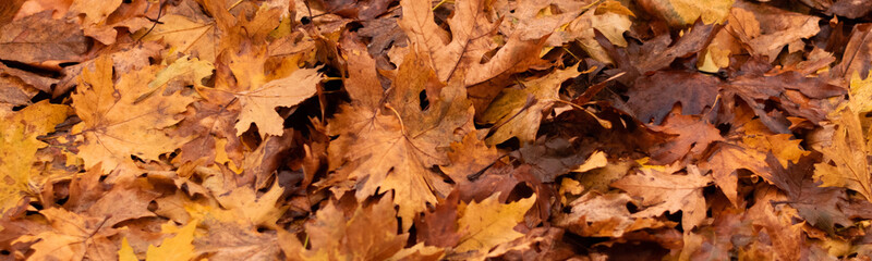 Nature background, crop view of golden leaves, seasonal concept