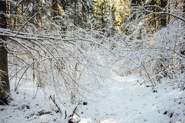 Sunny winter morning in a very snowy forest