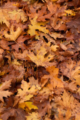 Nature background, crop view of golden leaves, seasonal concept