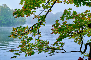 Herbstlandschaft bei Regen und Nebel über dem Wasser