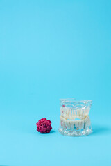 Concept dental. Teeth model of a patient's false jaw with dry rose flower  on blue background