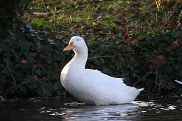 A white duck close to the shore