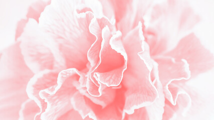 Light coral pink carnation flower background, panorama