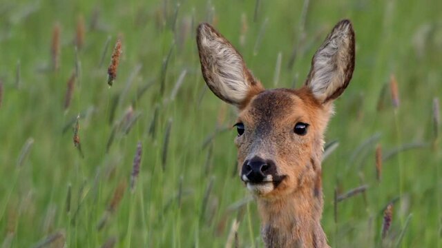 Young roe deer in grass, Compton Abbas, Dorset, UK