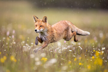 Red fox on flowers covered meadow during grey rainy day. The wet animal among flowers and grass. is...