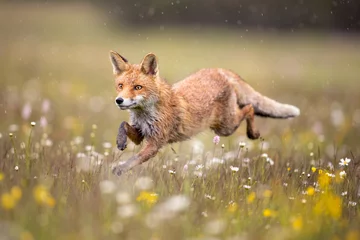 Rotfuchs auf blumenbedeckter Wiese während des grauen Regentages. Das nasse Tier zwischen Blumen und Gras. ist der größte der echten Füchse und einer der am weitesten verbreiteten Mitglieder der Ordnung Carnivora. © janstria