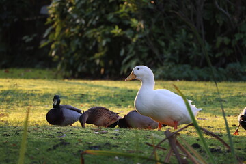 A group of birds on the edge of the pond