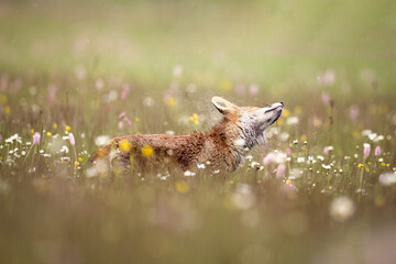 Red fox on flowers covered meadow during grey rainy day. The wet animal among flowers and grass. is the largest of the true foxes and one of the most widely distributed members of the order Carnivora.