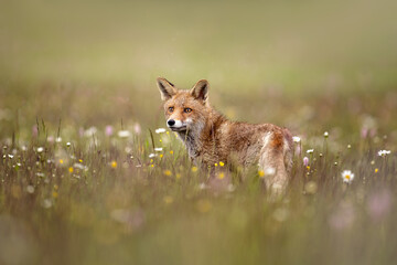 Naklejka na ściany i meble Red fox on flowers covered meadow during grey rainy day. The wet animal among flowers and grass. is the largest of the true foxes and one of the most widely distributed members of the order Carnivora.