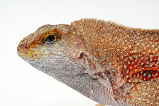 Hispaniolan curlytail lizard // Schreibers Glattkopfleguan (Leiocephalus schreibersii)