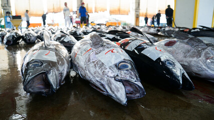 競りのために魚市場の床一面に並べられたマグロ