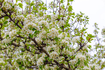 Spring flowering tree, pear flowers on the tree