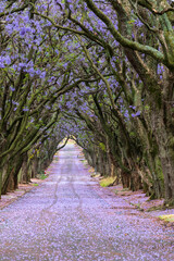 Fototapeta premium Purple jacaranda flowers in the trees and on the road