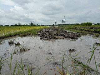 plowing the fields with a tractor in the morning