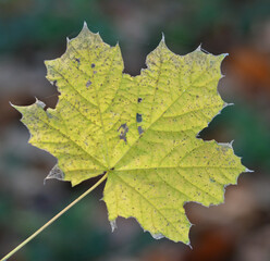 Feuille d'automne