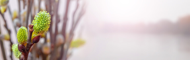 Spring delicate background with flowering willow branches by the river, copy space, panorama © Volodymyr