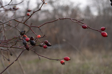 diversity of vegetation in the cold winter