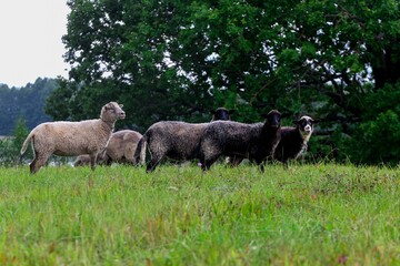 Obraz na płótnie Canvas sheep in the field, sheeps, sheeps on nature, nature, sheep