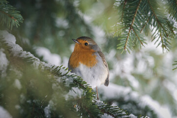 robin on a fir branch with snow