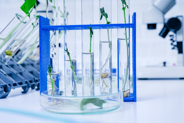 Genetically modified plant tested .Ecology laboratory exploring new methods of plant breeding.